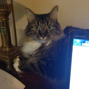 Meet your Posher, Roy